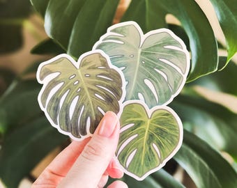MONSTERA LEAF STICKERS • waterproof sticker, plant aesthetic stickers, plant sticker, monstera stickers, water bottles stickers