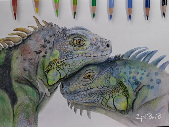 Iguana Drawing