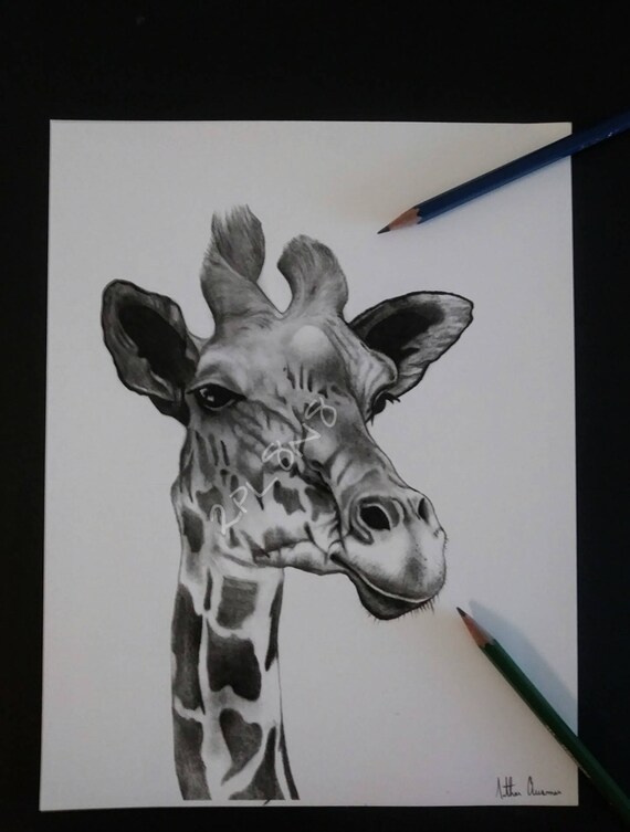 Giraffe Pencil Drawing Print