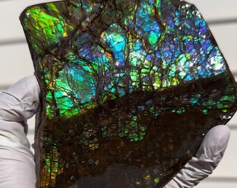 5.1” Ammolite Rough Display Stone,Handheld Specimen 130x117x27mm, Rough,Fossil,Fengshui,Metaphysical,Home Decor