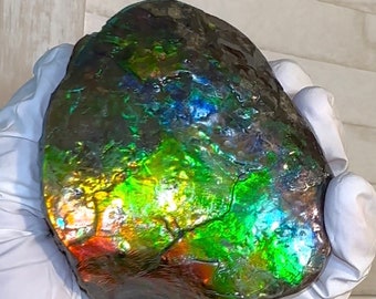 4.1" Ammolite ,Rainbow colors, Horns,Rough Hand Specimen, Gemstone, Fengshui,Metaphysical, Chamber piece,Home Décor,Buffalo stone,Palm stone