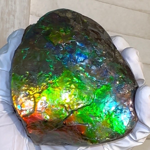 Ammolite 4,1 pouces, Couleurs arc-en-ciel, Cornes, Spécimen brut à la main, Pierres précieuses, Fengshui, Métaphysique, Pièce de chambre, Décoration de maison, Pierre de buffle, Pierre de palmier