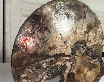 5.4" Ammolite ,Display Stone ,Specimen, Fossil,Ammonite,Center Piece,  Collector Stone,Home decor,Free standing,Fossil,Collection