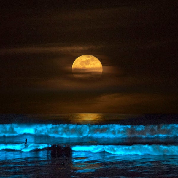 Bioluminescent Full Moon Surf