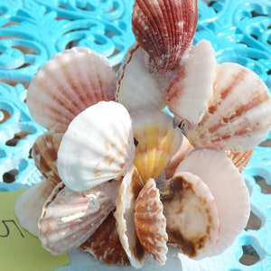 Sea SHELL ART 5 cluster sculpture with 1 hidden Pearl, 1 Blue Gem & snail shell, treasure, aquarium safe, natural seashell, beach theme image 4