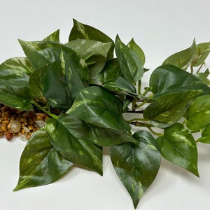 POTHOS verde/blanco de 8" de largo y bajo, planta de acuario de seda suave, base de piedra