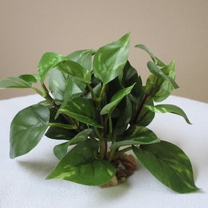 4&quot; KLEIN (4-stam) groen/witte POTHOS-struik, zachte zijdeplant, stenen voet