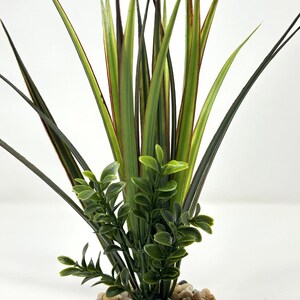 10" groen-rood vanille SWORD gras en salie BOXWOOD comboplant 803C, stenen basis