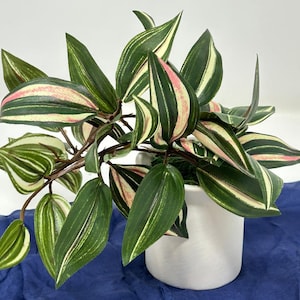 Puede incluir: Una planta de interior vibrante con hojas a rayas verdes, blancas y rosas. La planta está en una maceta de cerámica blanca, sobre un fondo de tela azul. Las hojas tienen un patrón llamativo, agregando un toque de color a cualquier espacio interior.