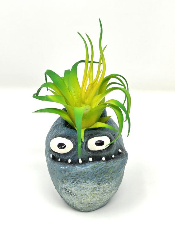 purple jade plant Senecio Jade Trailing  AceMegaSucculents