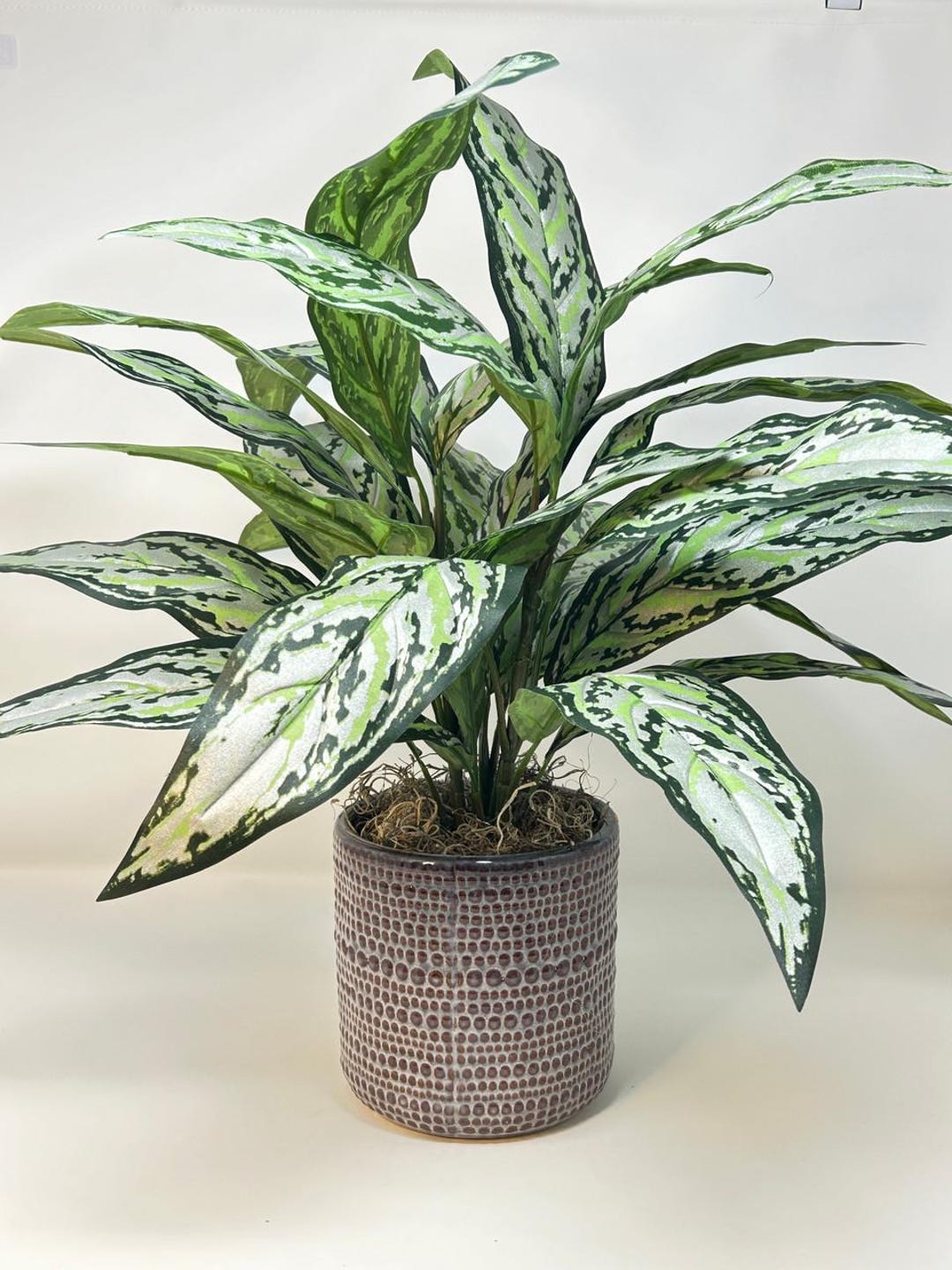house plant tree The Sill Fiddle Leaf Fig Houseplants, Medium in Cream