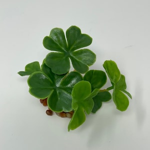 2.5&quot; SM Irish 6-Clover SHAMROCK Plastic Aquarium Plant, stone base