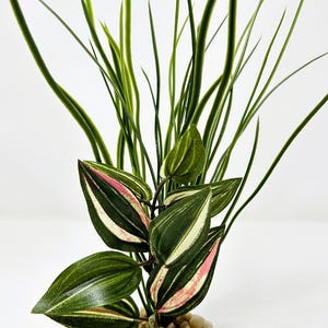 GEMENGDE Combo 11" plastic aquariumplant WILLOW Grass & JEW Silk, stenen voet #841