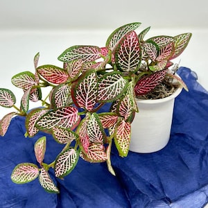 Puede incluir: Una planta de Fittonia en maceta, con hojas verdes, venas rojas y acentos blancos. La planta está en una maceta blanca, sobre una tela azul. Las hojas muestran un patrón llamativo.