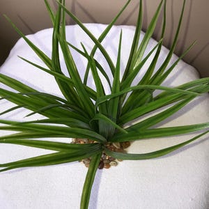 10 SMALL Black Vanilla SWORD GRASS plastic plant, stone base