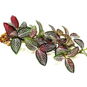 8-9&quot; Long LOW Pink Fittonia NERVE Silk Aquarium plant, STONE base