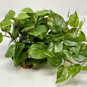 10&quot; wide x 6&quot; tall LARGE Green/White POTHOS BUSH & Vines silk plant,  stone base