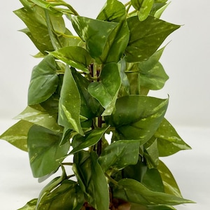 7"x 5" CIENKI ŚREDNI Zielono-Biały Krzew POTHOS, miękka jedwabista roślina z kamienną podstawą