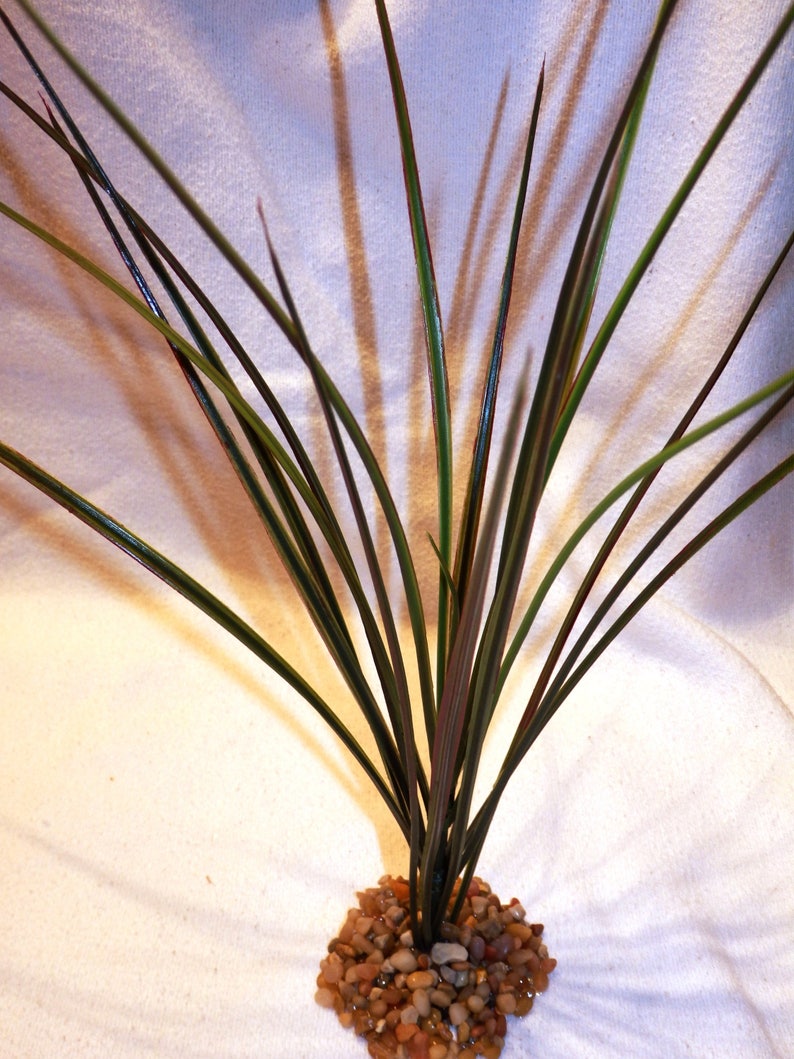 spike plant single spike plant single