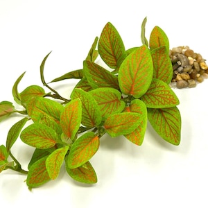 8-9&quot; Long LOW Lt Green-Red Fittonia NERVE Silk Aquarium plant, STONE base
