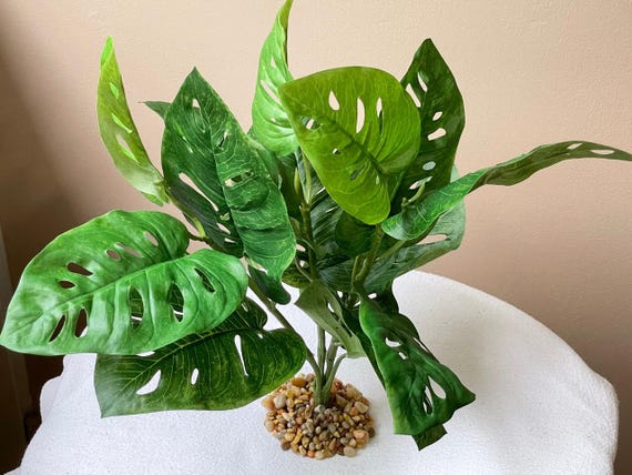 philodendron warscewiczii aurea flavum 黃金春羽｜Philodendron warscewiczii 'Aurea Flavum' – Jungle Corner
