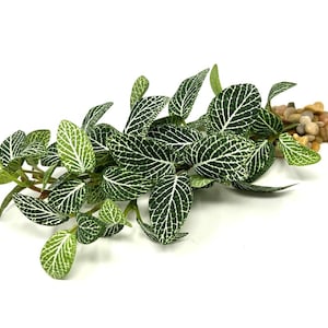 8-9&quot; Long LOW Dk Green Fittonia NERVE Silk Aquarium plant, STONE base