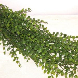 30” PEA LEAF HANGING / Floating Plant Aquarium, Terrarium Cover