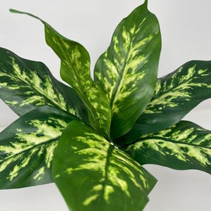 Könnte beinhalten: Nahaufnahme einer Dieffenbachia-Pflanze mit großen, grünen Blättern. Die Blätter weisen ein Muster aus hellgrüner und gelber Panaschierung auf. Die Pflanze hat eine leuchtend grüne Farbe und wirkt gesund.
