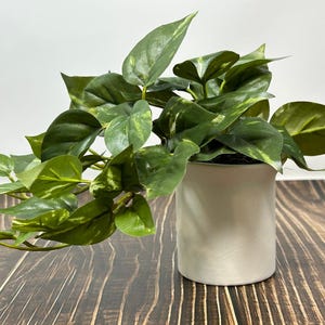 Könnte beinhalten: Eine Topfpflanze mit leuchtend grünen Blättern und weißer Panaschierung. Die Pflanze steht in einem zylindrischen, cremefarbenen Topf auf einer Holzoberfläche. Die Blätter fallen über die Seiten des Topfes.