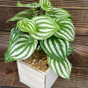 Plante de soie Peperomia faux melon d'eau en pot de 11 po. dans une boîte en bois blanc, originale faite à la main par une jardinière artificielle remplie de Lower Forty Farm, OOAK