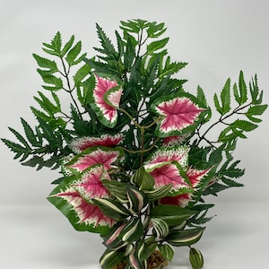 15" LARGE Aralia, Pink Caladium & Jew-Inch combo plantenarrangement 810, stenen voet