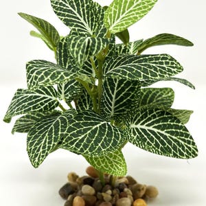 5&quot; SM Dk Green Fittonia NERVE Silk Aquarium plant, STONE base