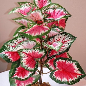 Caladium cespuglio ROSA E VERDE da 11&quot; di grandi dimensioni, pianta di seta molto morbida, base in pietra