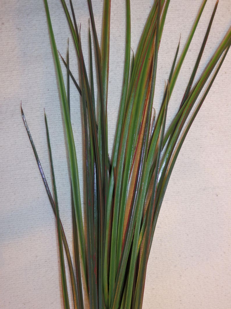 13 Tall Red/green SPIKE Weed Grass Singlestem Artificial Etsy