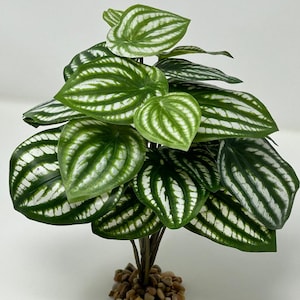 9" Medium WATERMELON PEPEROMIA soft silk Aquarium Plant, Stone Base