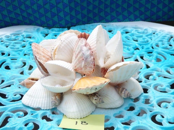  LUCKY BABY Scallop Shells White Natural Sea Shells for
