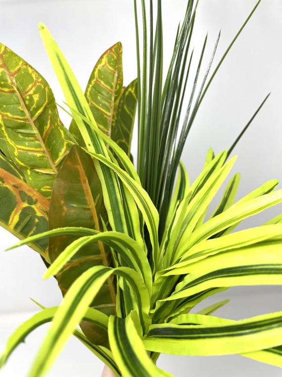 houseplant small green plants indoor Low Light Bundle main image 0