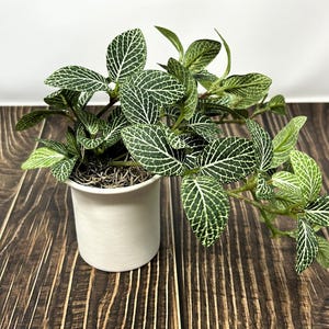 Puede incluir: Una pequeña maceta de cerámica blanca contiene una planta verde vibrante con hojas veteadas de blanco. Las hojas de la planta tienen un patrón llamativo. La maceta se encuentra sobre una superficie de madera marrón oscuro, creando un contraste de colores y texturas.