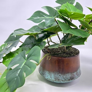 plants circle Premium Houseplant Mix main image 0