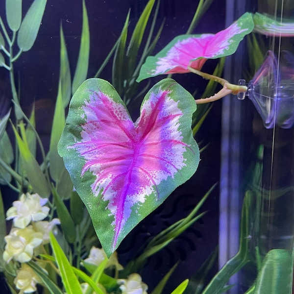 Soft Betta Hammock!! Pink  and  Green Caladium Leaves Silk Aquarium Plant w- SUCTION CUP, Betta bowl safe