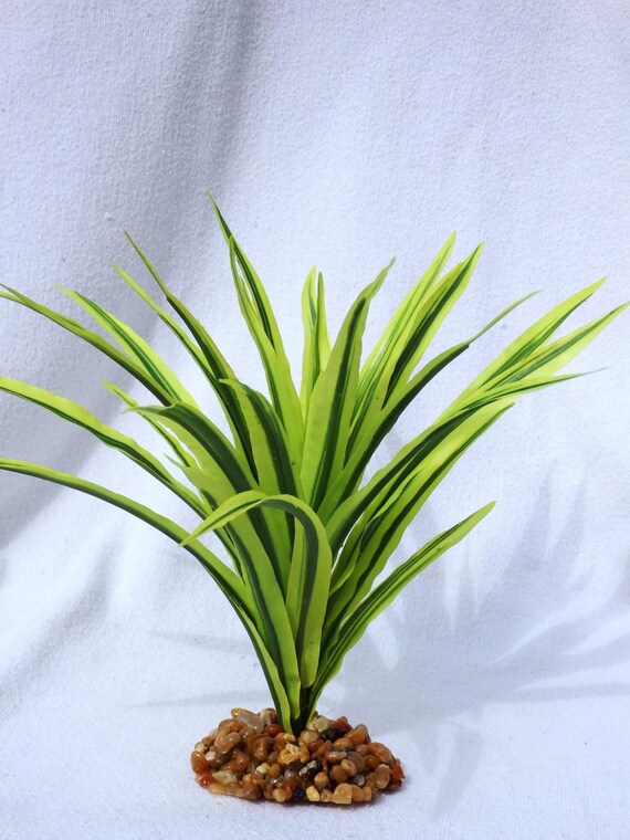 7-8" MD Light Green Striped DRAGON Soft Silk Dracaena Plant W/ Stone Base -  Etsy