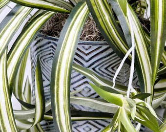 15" Artificial Spider Plant in Blue-Brown Rhombus Ceramic Pot, Home Office Decor
