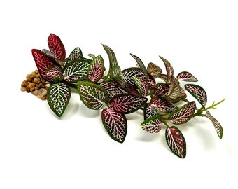 Fittonia Pink Tiger | Pianta Mosaico Con Foglie Rosa E Verde | Pianta Da Appartamento - Foto 2