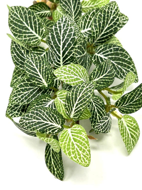 8-9" Long LOW Dk Green Fittonia NERVE Silk Aquarium Plant, STONE Base -  Etsy UK
