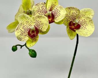 ［洋蘭原種］Phal. celebensis yellow 洋蘭原種］Phal. celebensis yellow