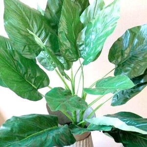 1) 24 inch Artificial Silk Peace Lily EMERALD QUEEN Philodendron - for HOME Decor Only