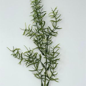 13&quot; Floating/Standing DITI-Sprengeri plastic  Plant, SUCTION CUP
