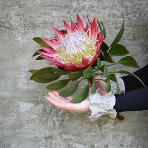 May include: A striking protea flower, featuring pink petals and a white centre, set against a grey, textured backdrop. The flower is accompanied by green leaves. The image is well-lit, highlighting the flower's detailed structure.