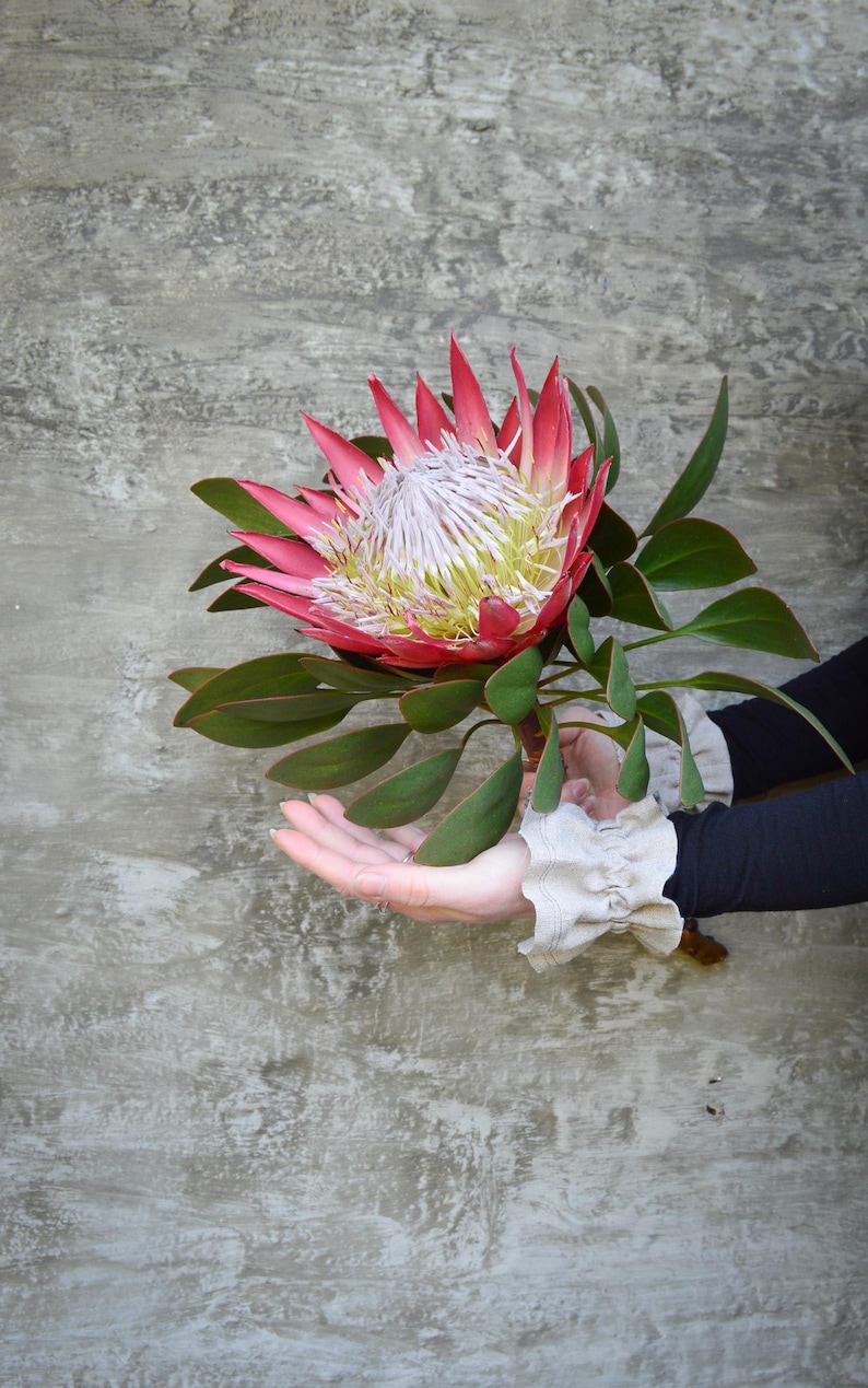May include: A striking protea flower, featuring pink petals and a white centre, set against a grey, textured backdrop. The flower is accompanied by green leaves. The image is well-lit, highlighting the flower's detailed structure.
