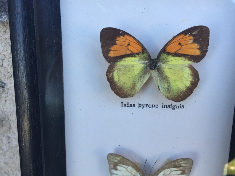 Stunning vintage Butterfly frame 70